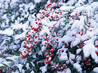唯美冬天雪景花草树木图片